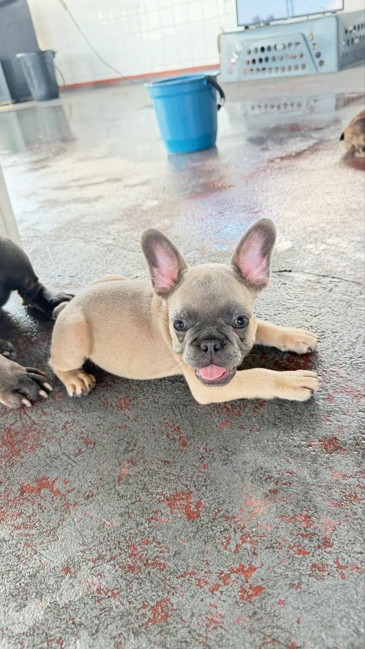 Buldogue  - Foto 4