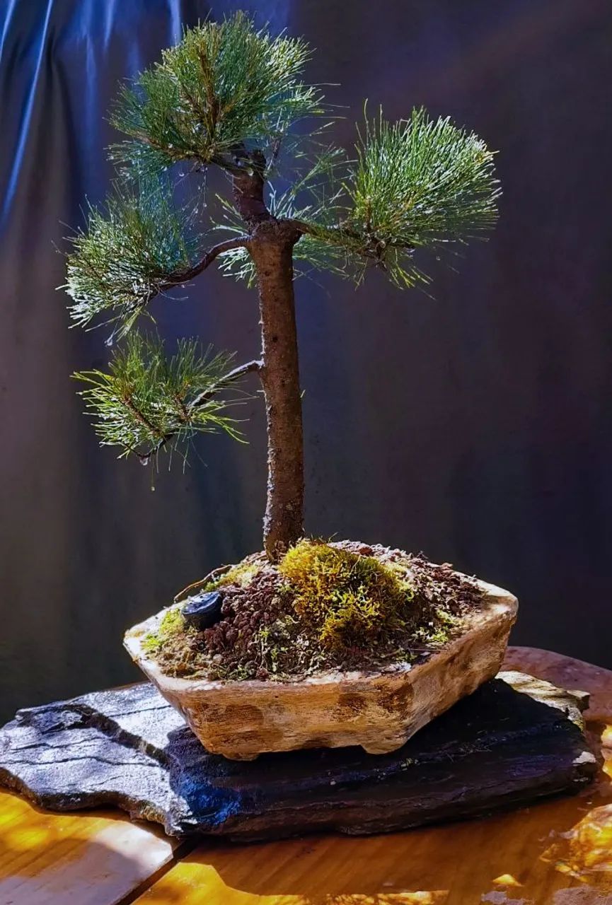 Bonsai de pinus - Foto 3