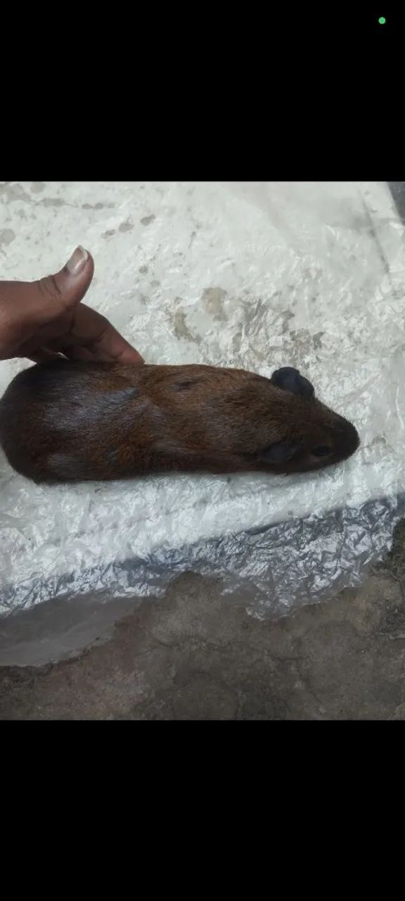 Porquinho da índia  - Foto 2