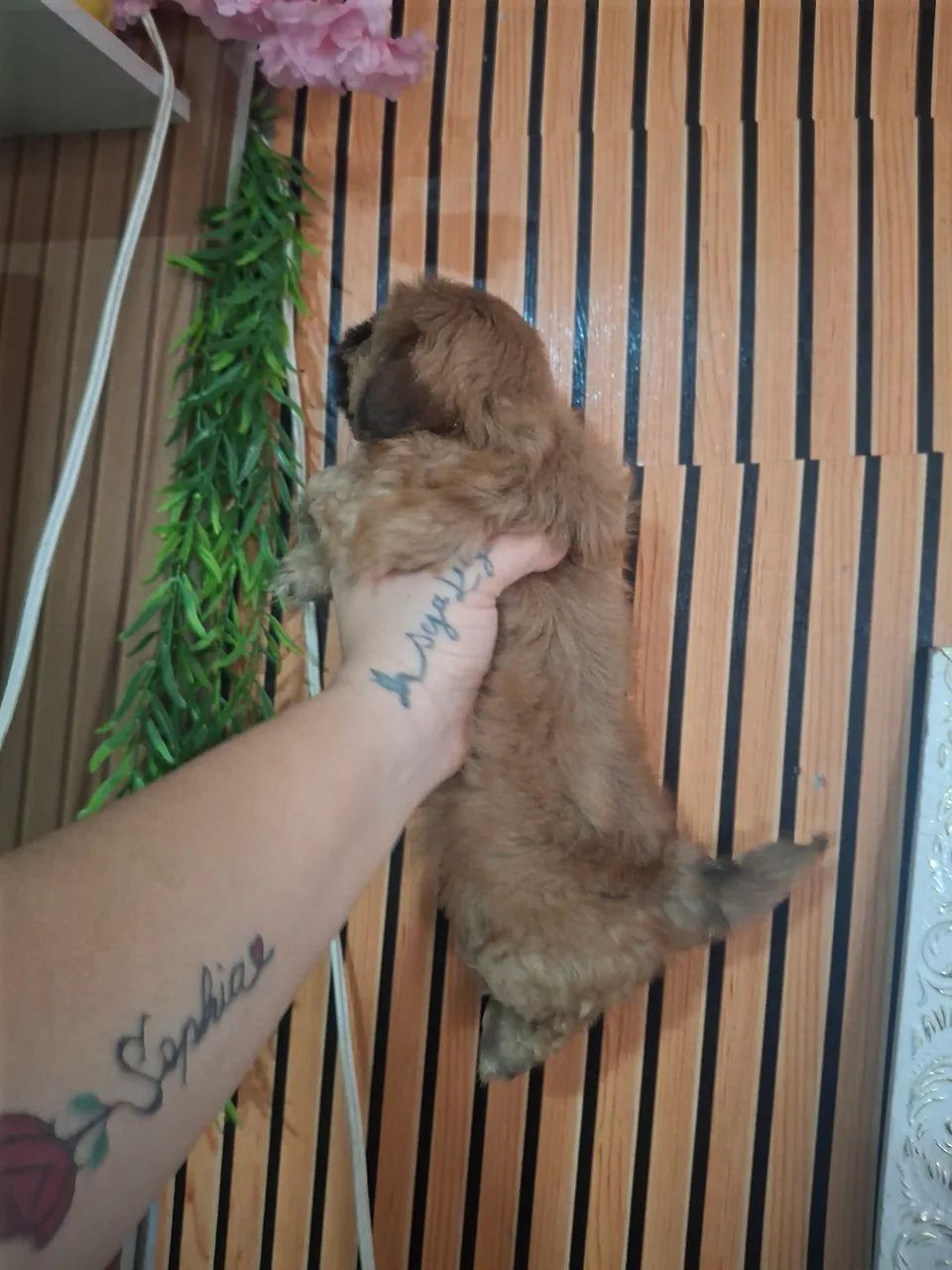 Cachorro  - Foto 4