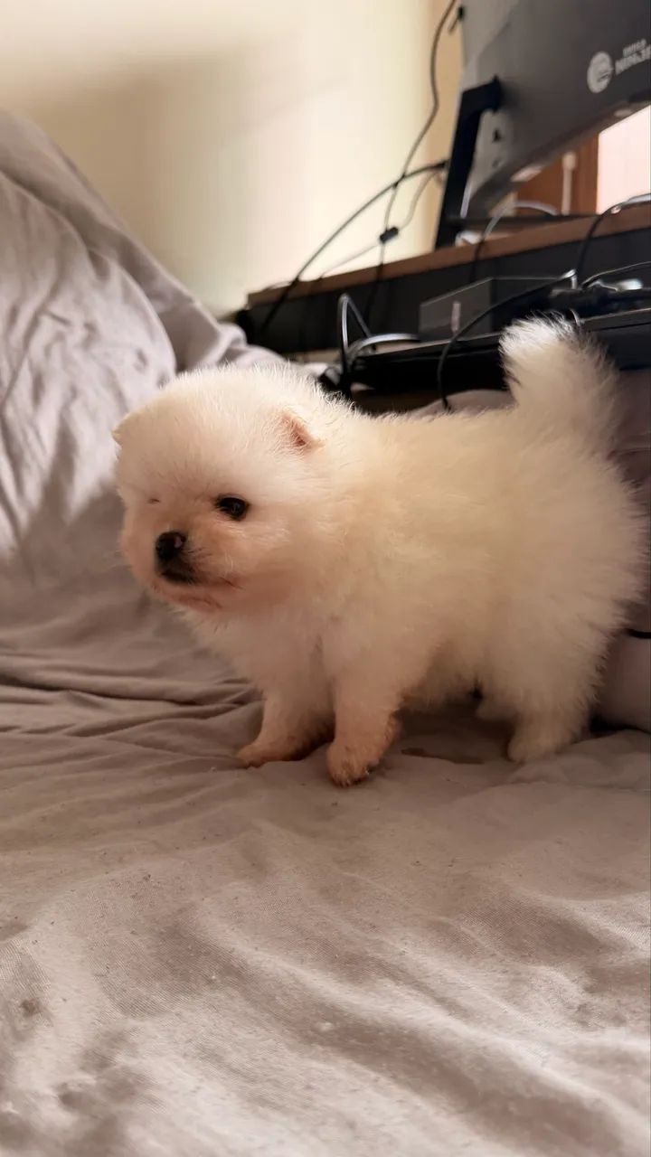 Lulu da pomerânia  - Foto 2