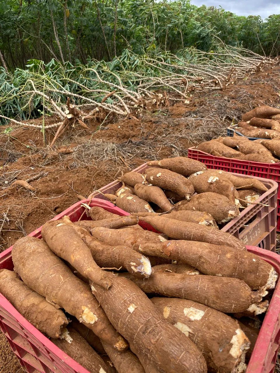 Ramas mandioca Vassourinha - Foto 3