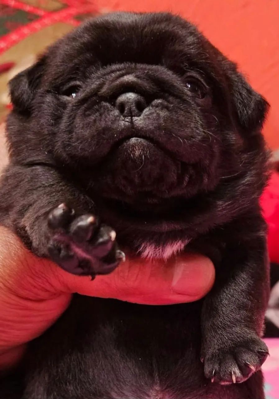 Pug - Foto 2