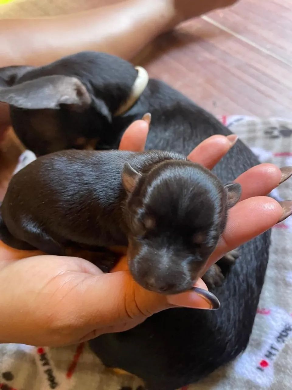 Pet  - Foto 4