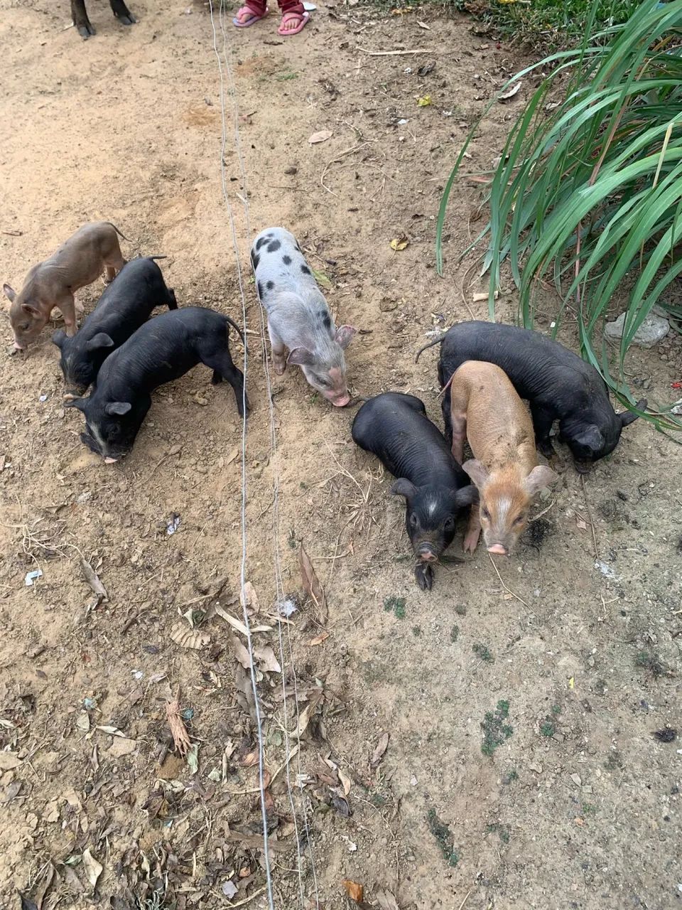 Vendo um sítio - Foto 4