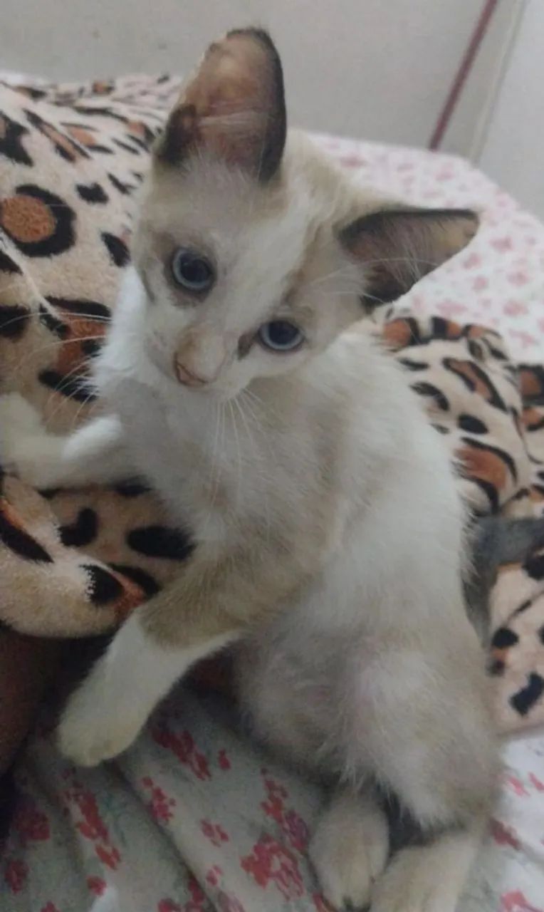 Doar gatos - Foto 4