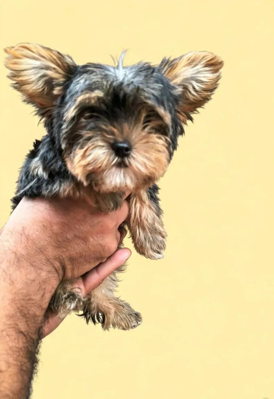 Yorkshire Terrier 