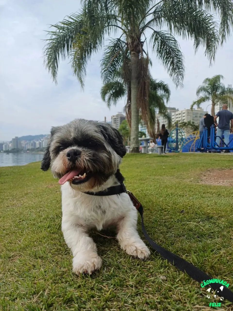 Pet Sitter | Passeador de Cães | Hospedagem de pets - Foto 4