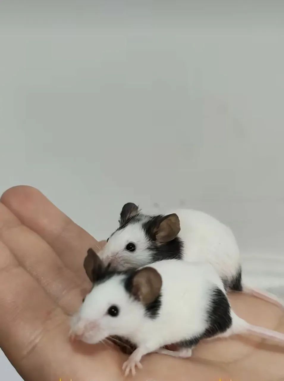 Topolinos menor roedor - Foto 2