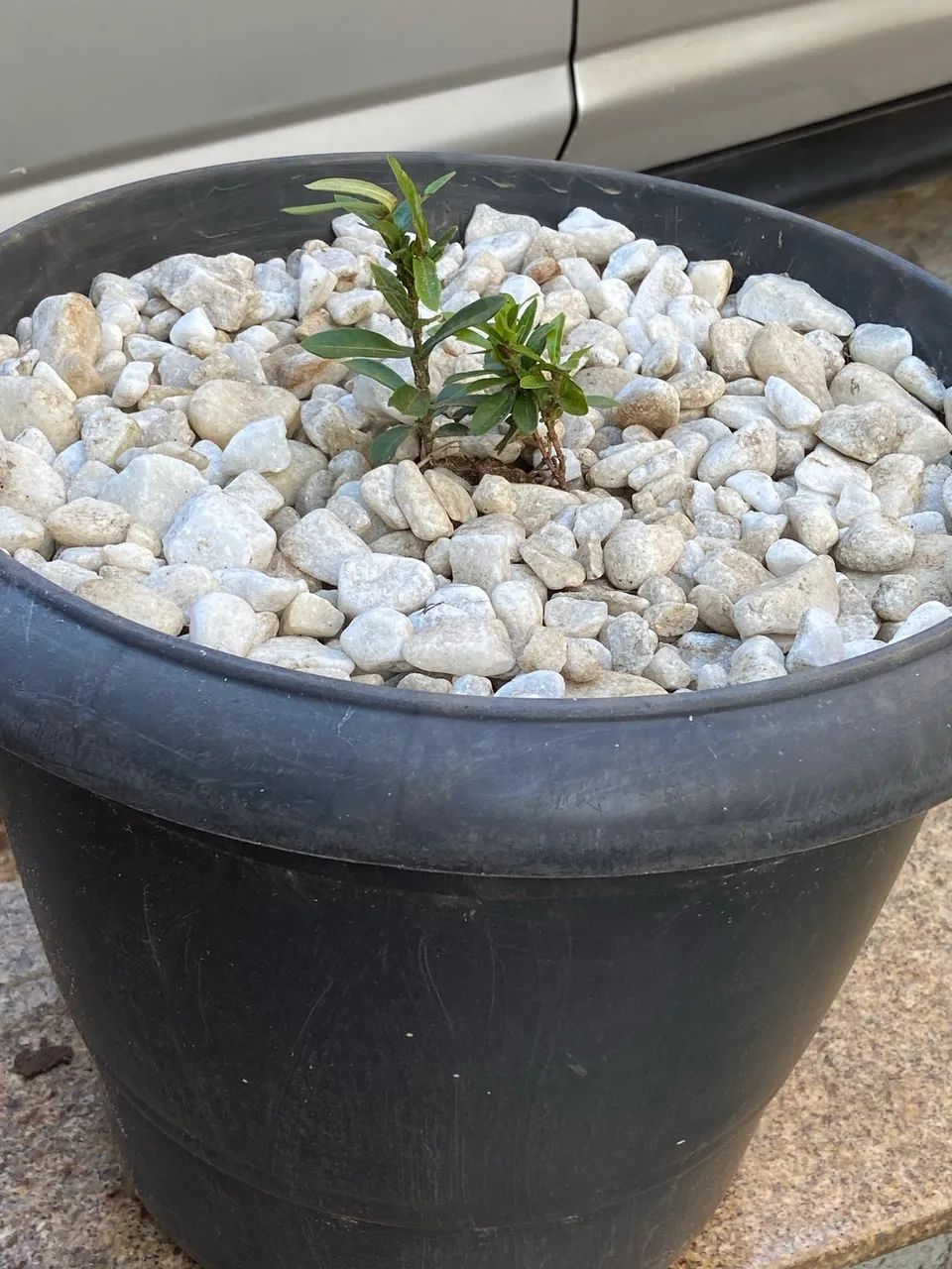 Vaso com muda de Ixora