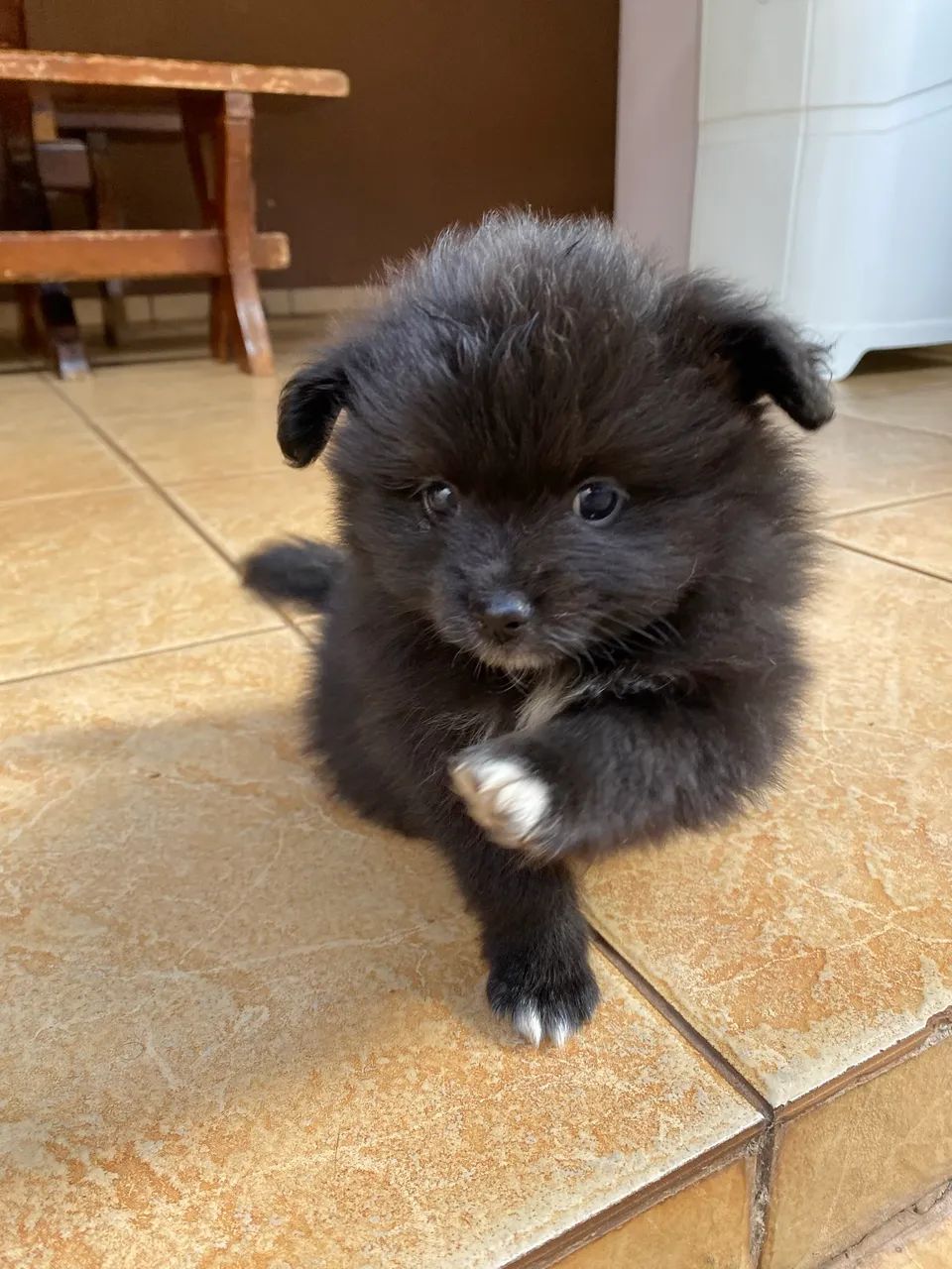 Venda de cachorro Spitz - Foto 3