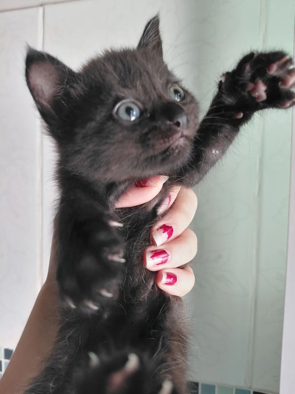 Gatos persas com vira-lata - Foto 4