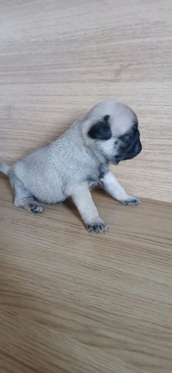 PUG - Foto 3