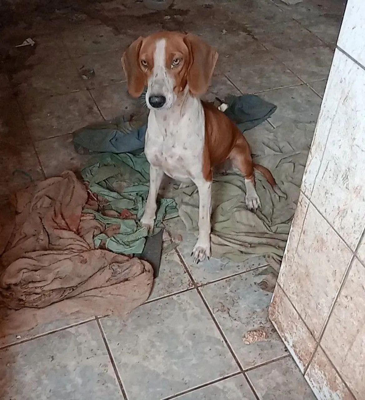 Cachorro 