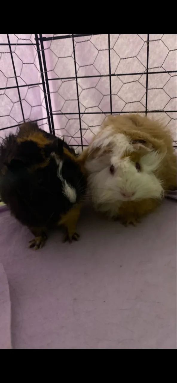 2 Porquinhas da índia Fêmeas