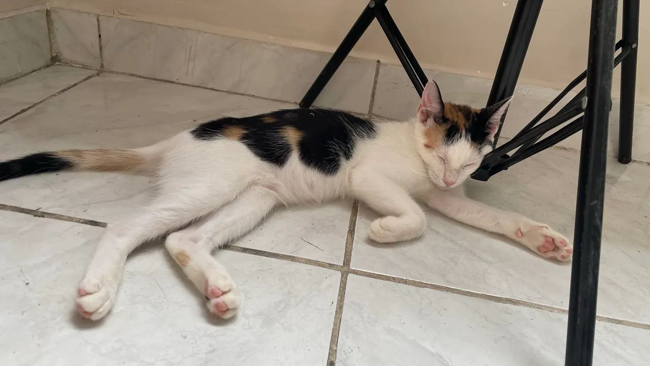 Gatinha fêmea 5 meses  - Foto 5
