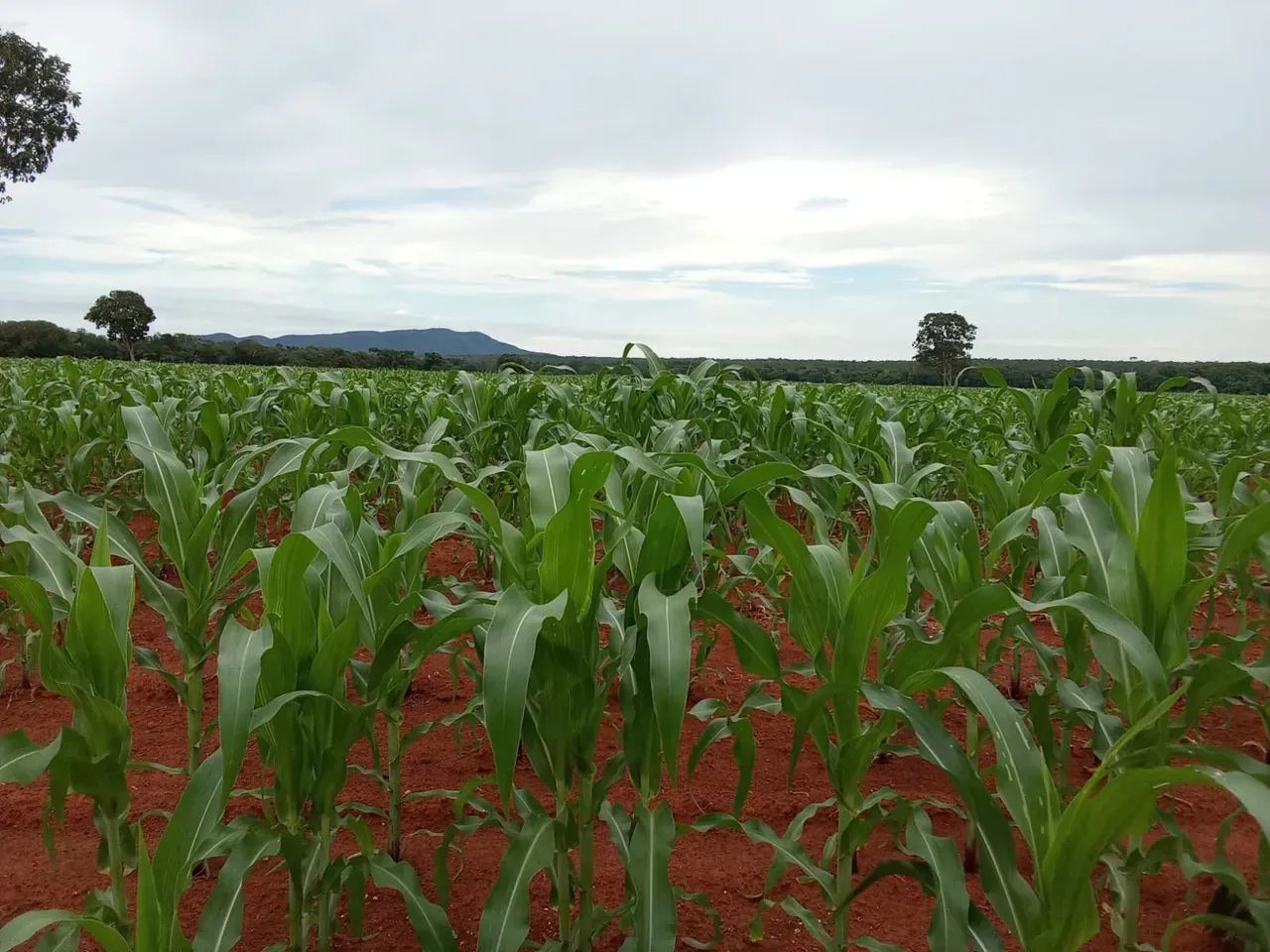 Fazenda a venda, Oportunidade em Talismã- To
