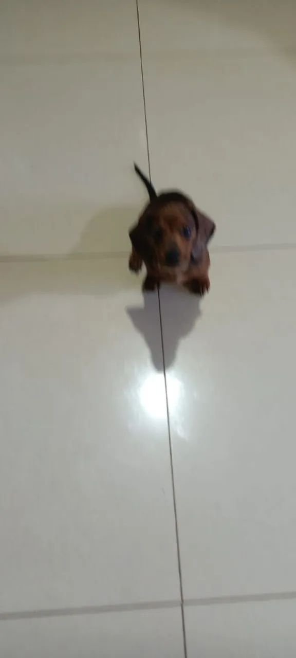 Fêmea alerquim daschund  - Foto 2
