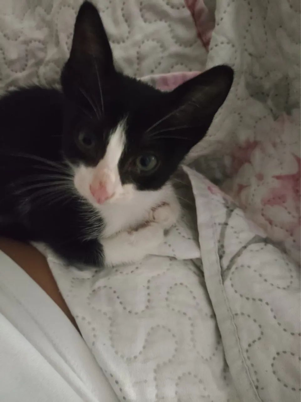 Doa-se 3 gatinhos - Foto 4