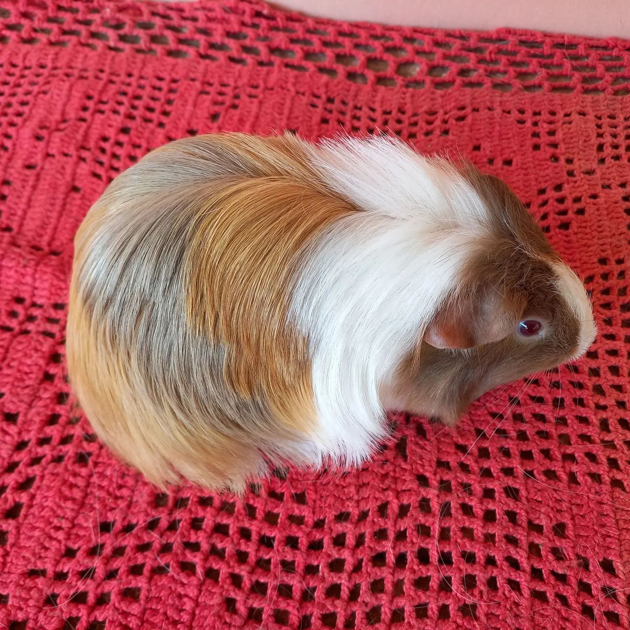 Porquinho da Índia Sheltie pelos Longos  - Foto 3