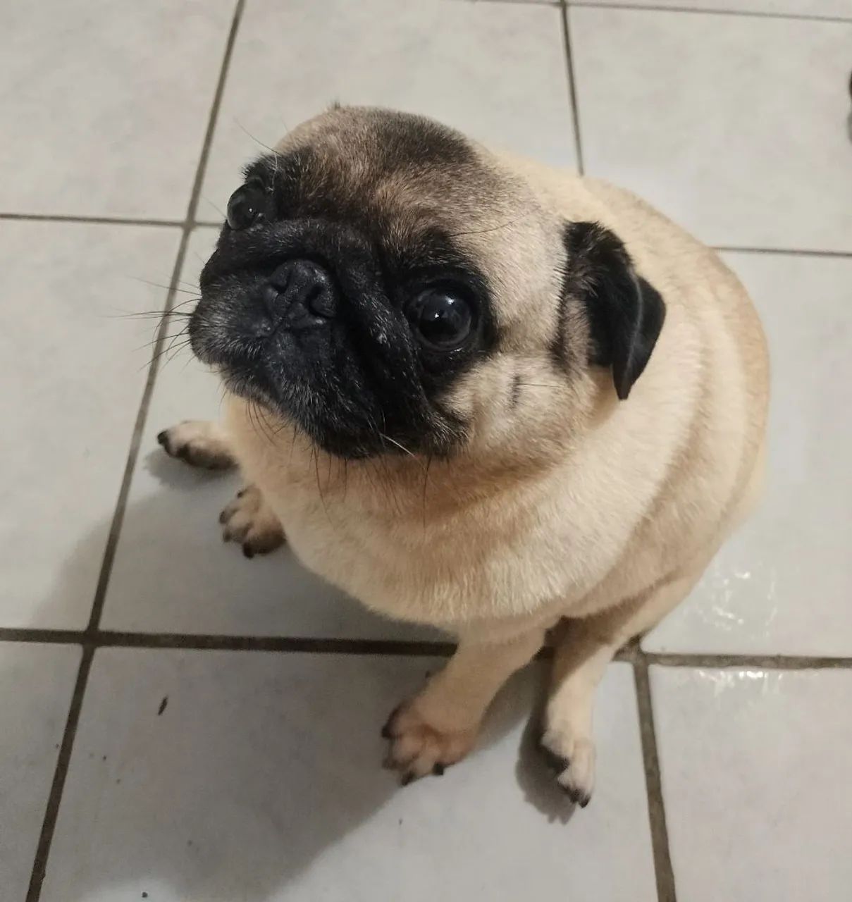 Casal de Pug