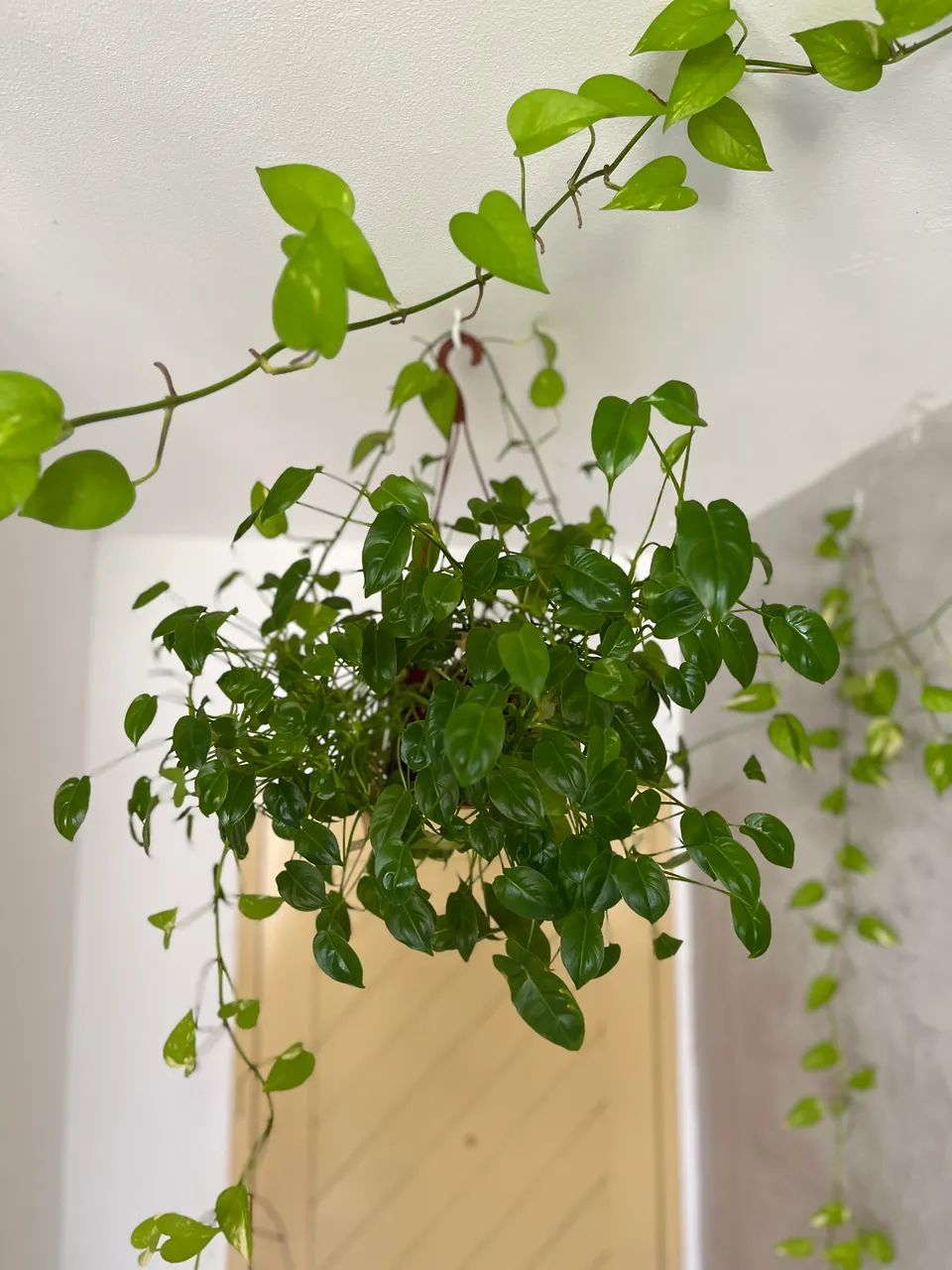 Plantas - Foto 5
