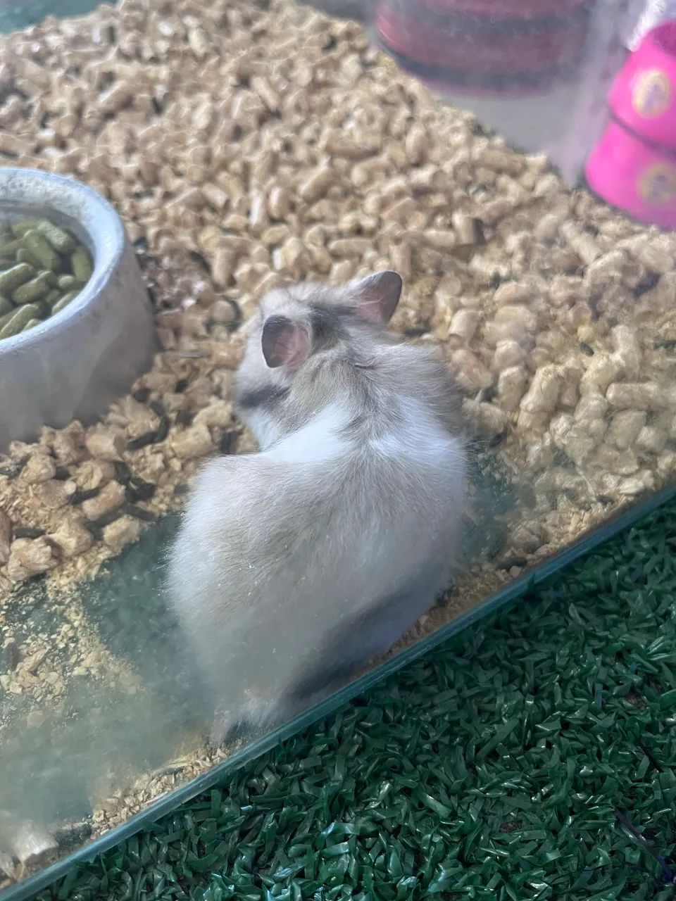 Hamster sírio  - Foto 3