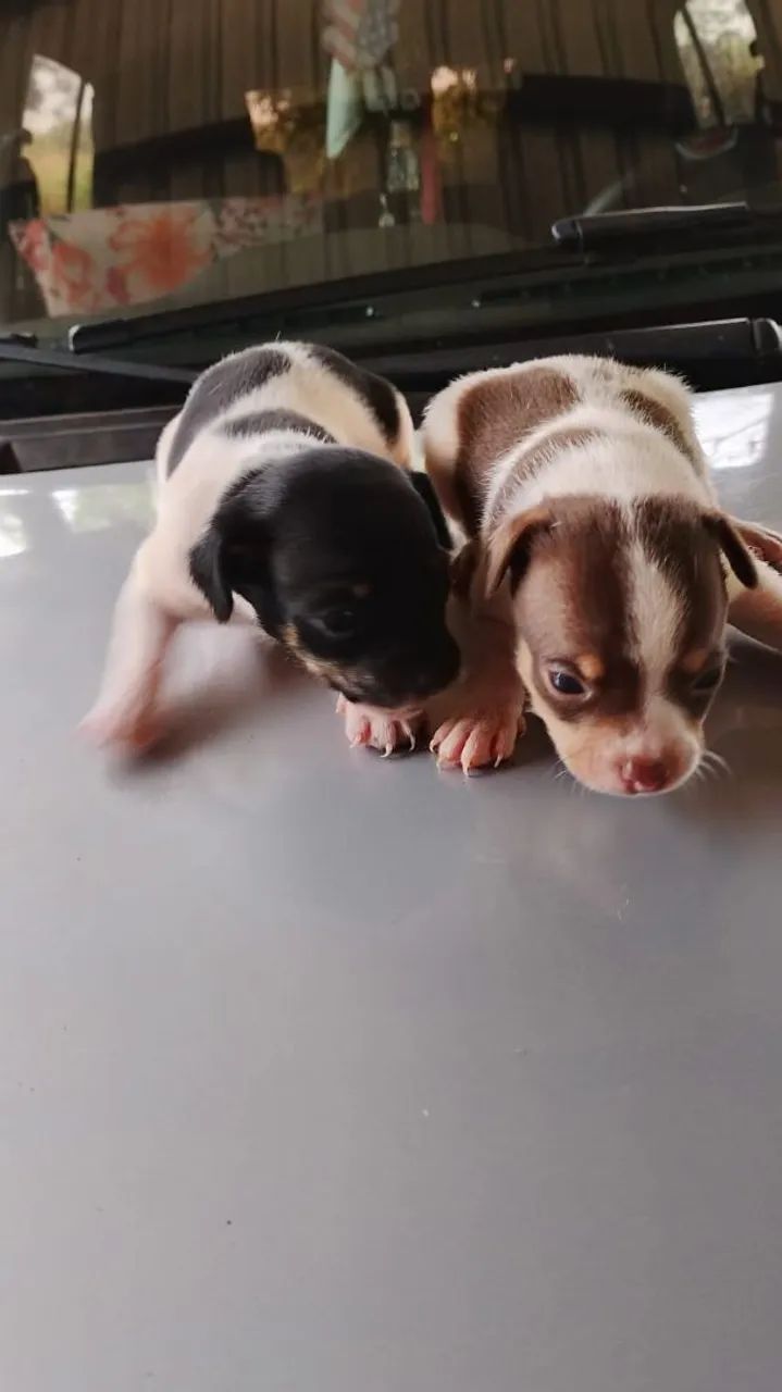 Pinscher 1 - Foto 2