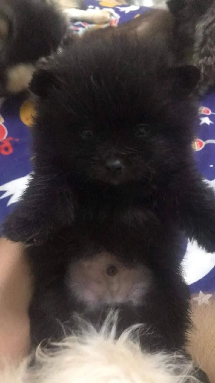 Cachorro  - Foto 2