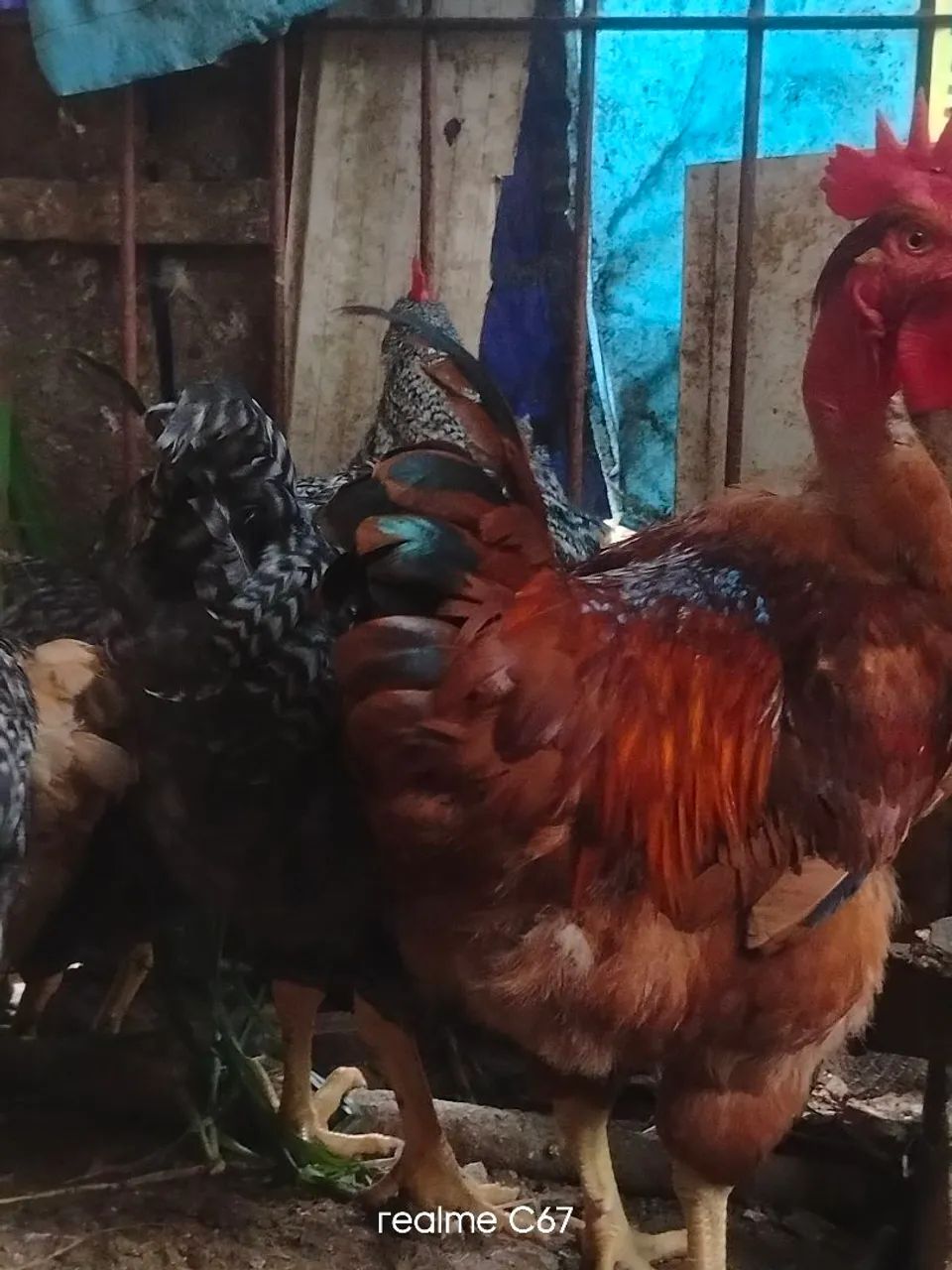 Vendo frango  - Foto 2