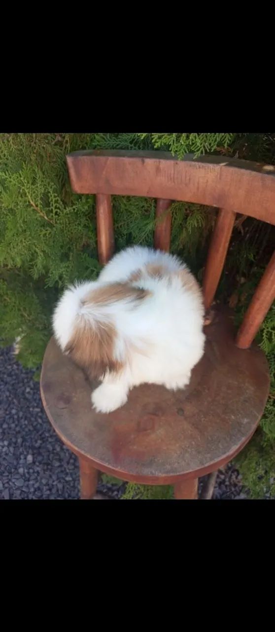 Shihtzu fêmea Micro  - Foto 2