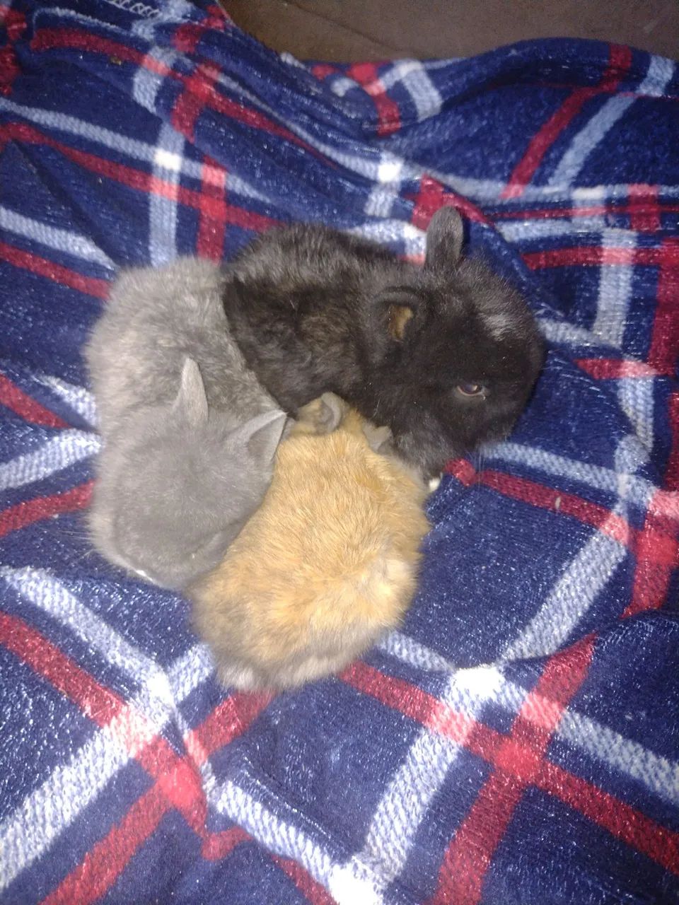 Coelho anão  - Foto 3