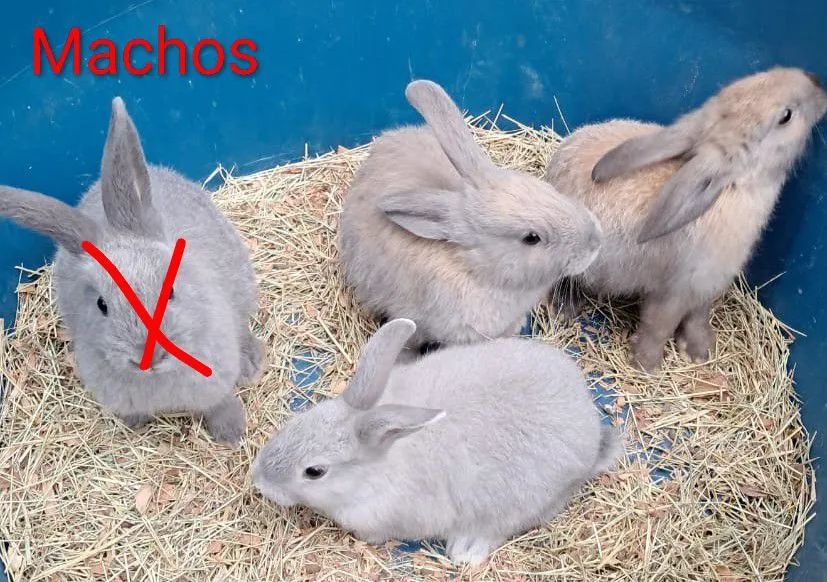 Coelhos  - Foto 4