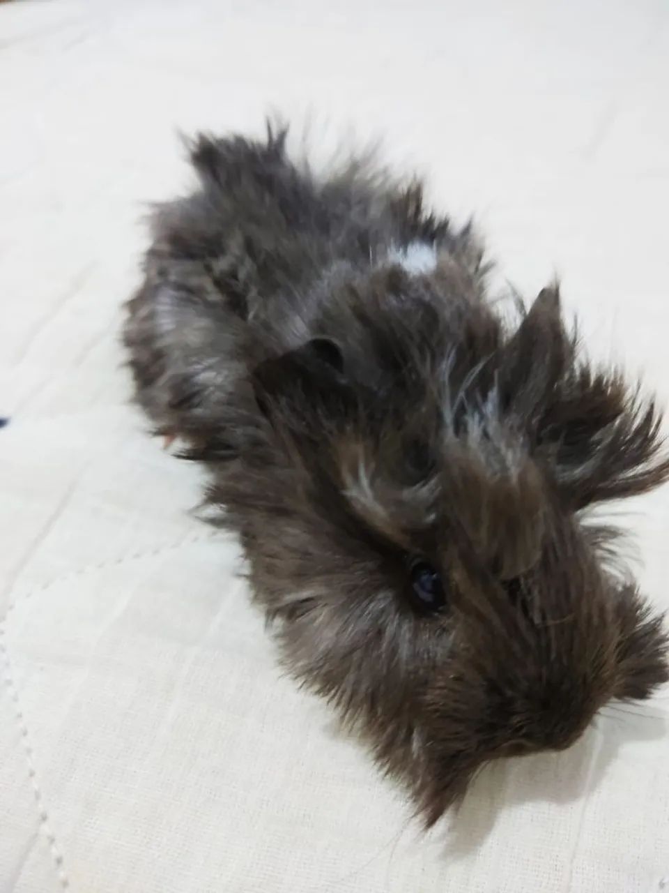 Porquinho da índia 