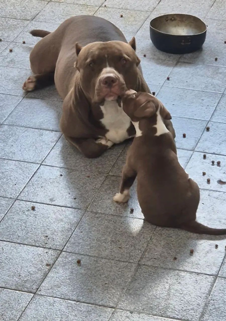Filhotes de pitbull  - Foto 5