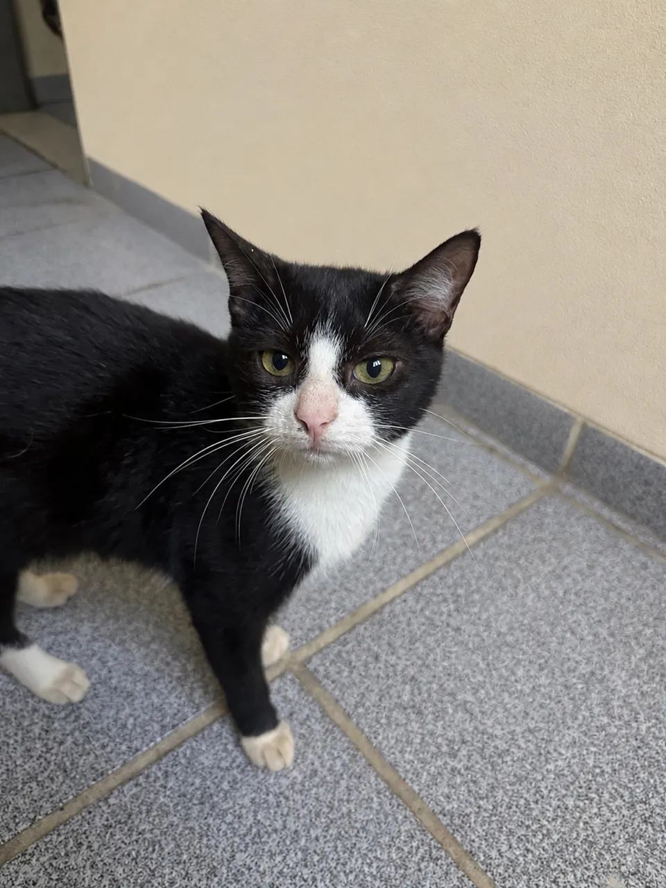 Gatinho Macho para adoção 
