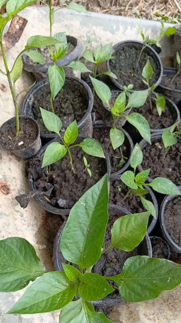 Hortaliças  - Foto 2