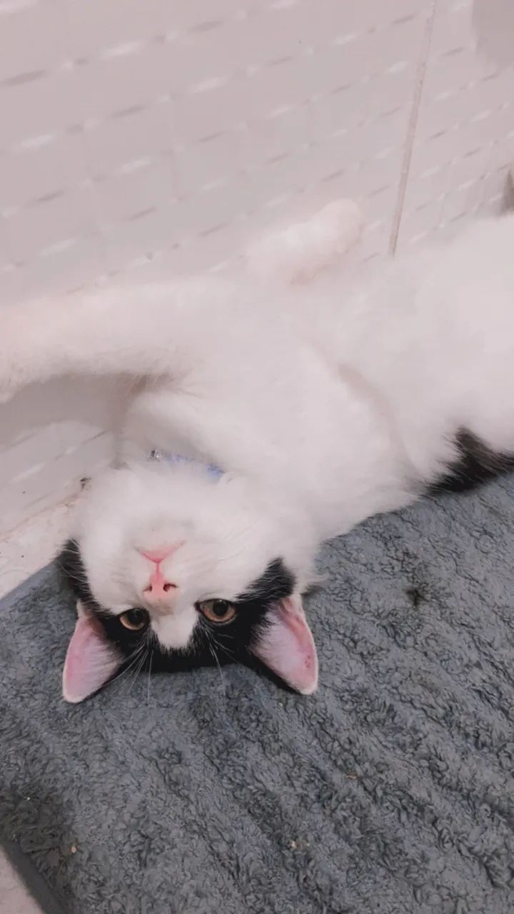 Gato pra adoção  - Foto 2