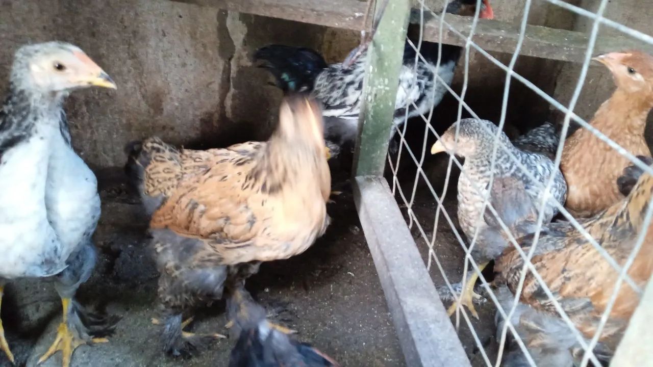 Vendo granguinhos Brahma  - Foto 2