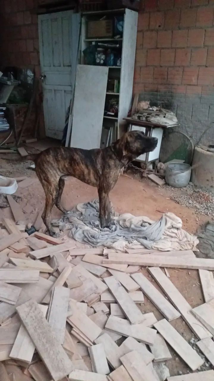 Fila brasileiro - Foto 2