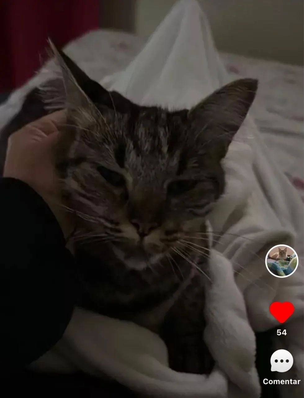 Gatos Pra Adoção! - Foto 3