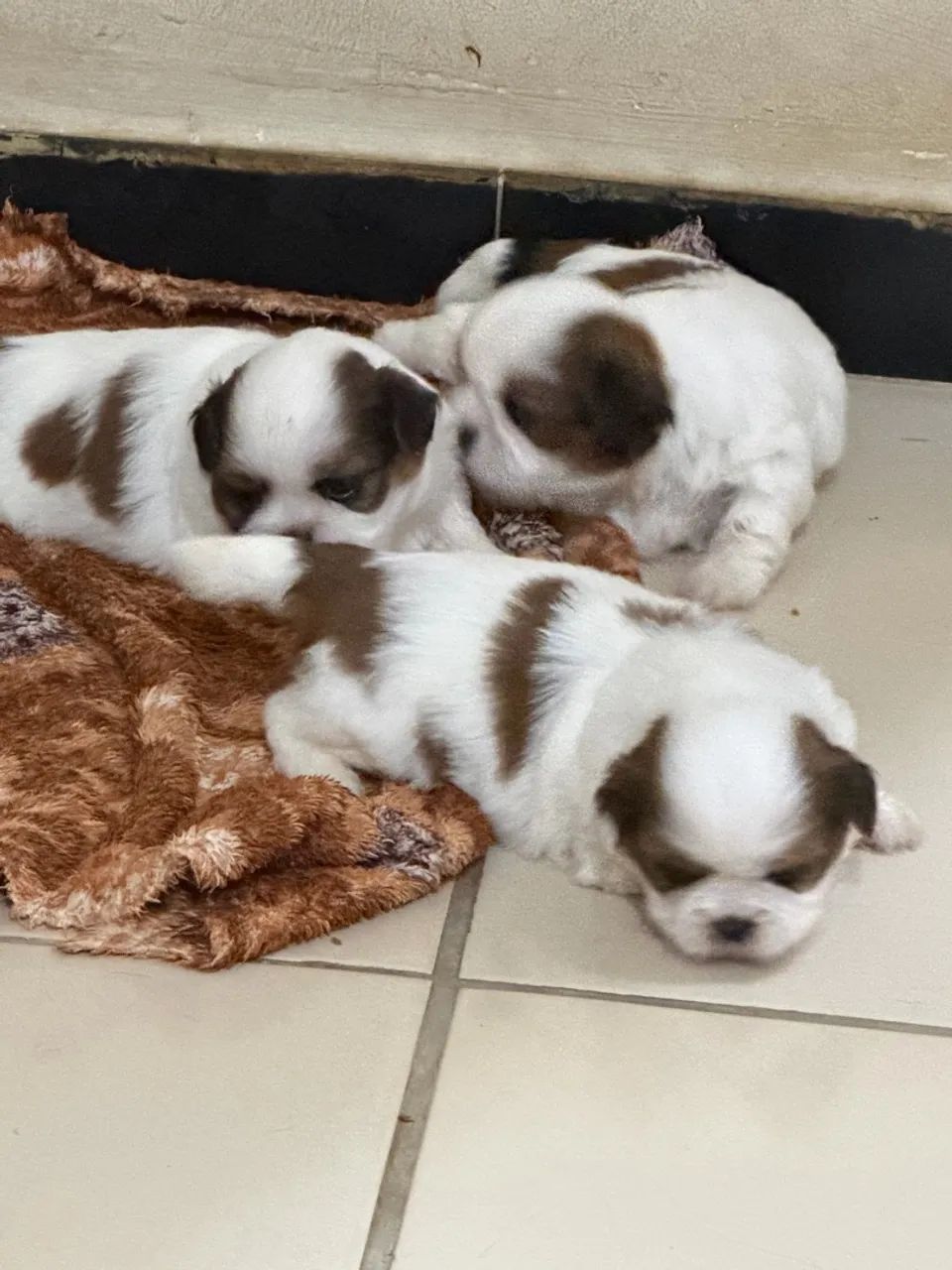 Cachorro  - Foto 2