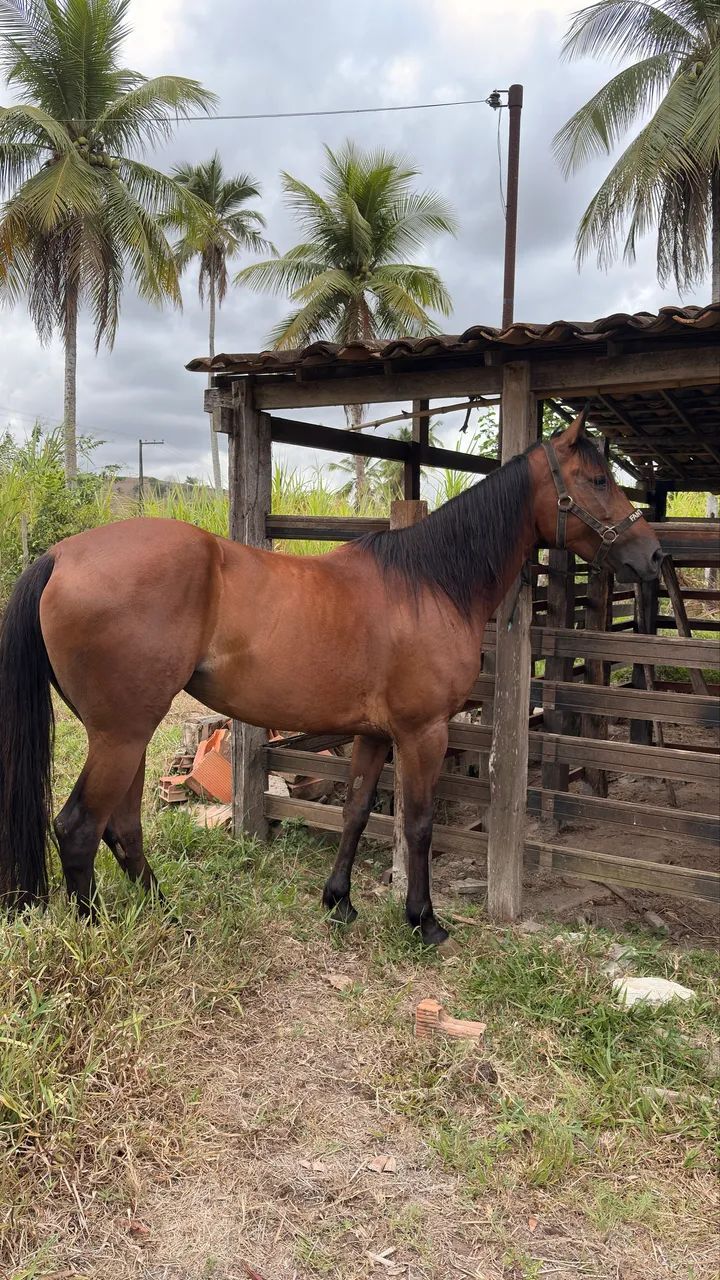 Égua de direta  - Foto 4