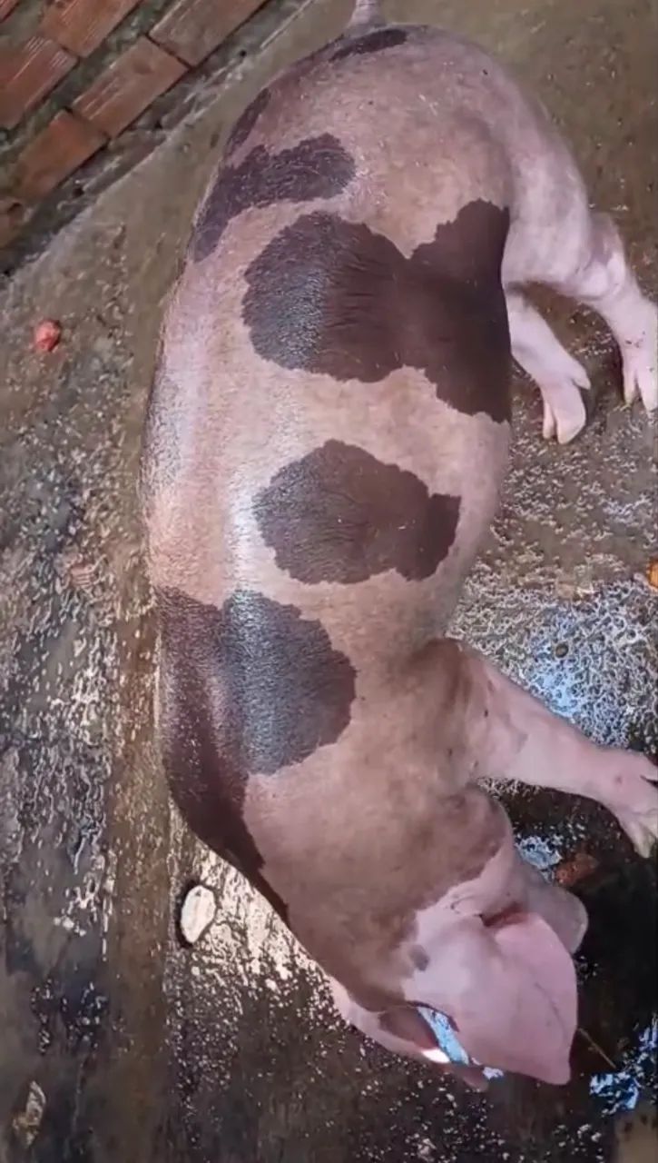 Porco pietrain 