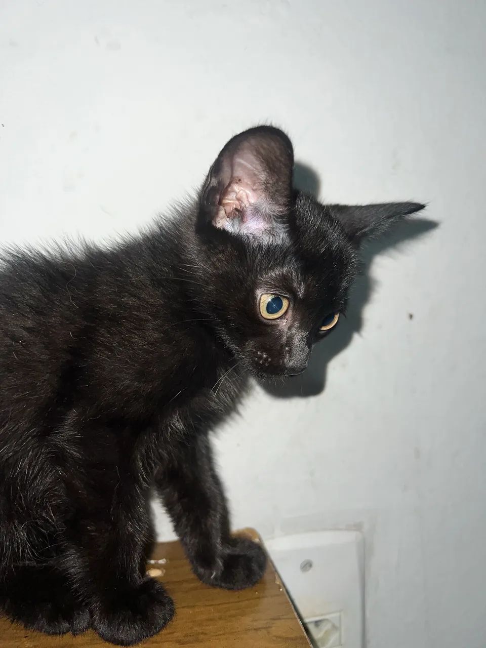 Gatinhos para adoção  - Foto 5