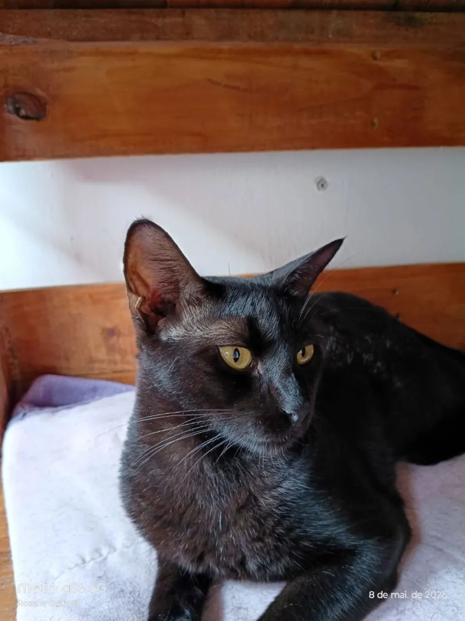 Gata Castrada para doação  - Foto 3