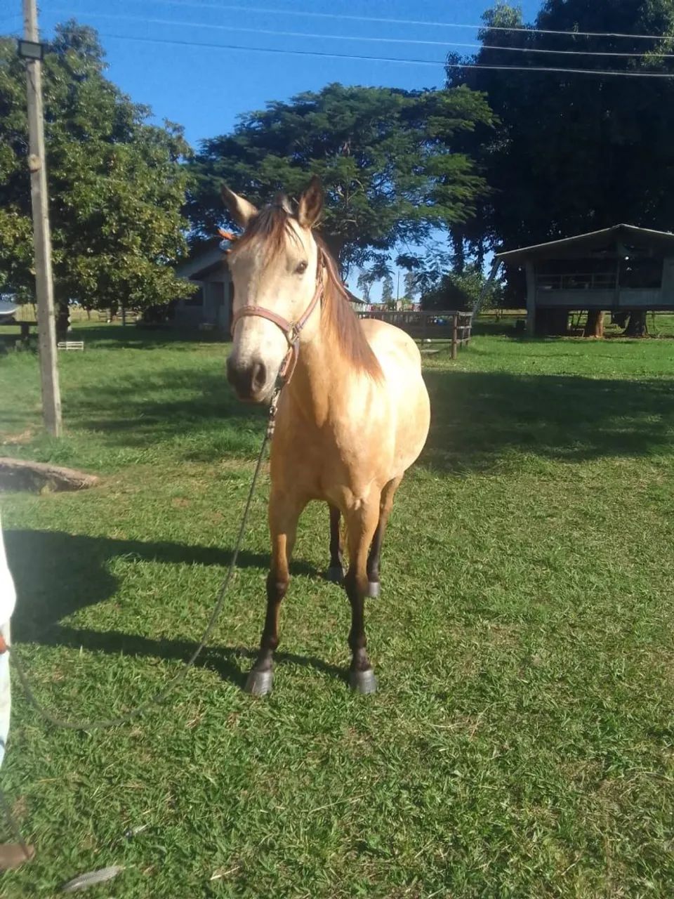 Vende-se cavalo - Foto 4