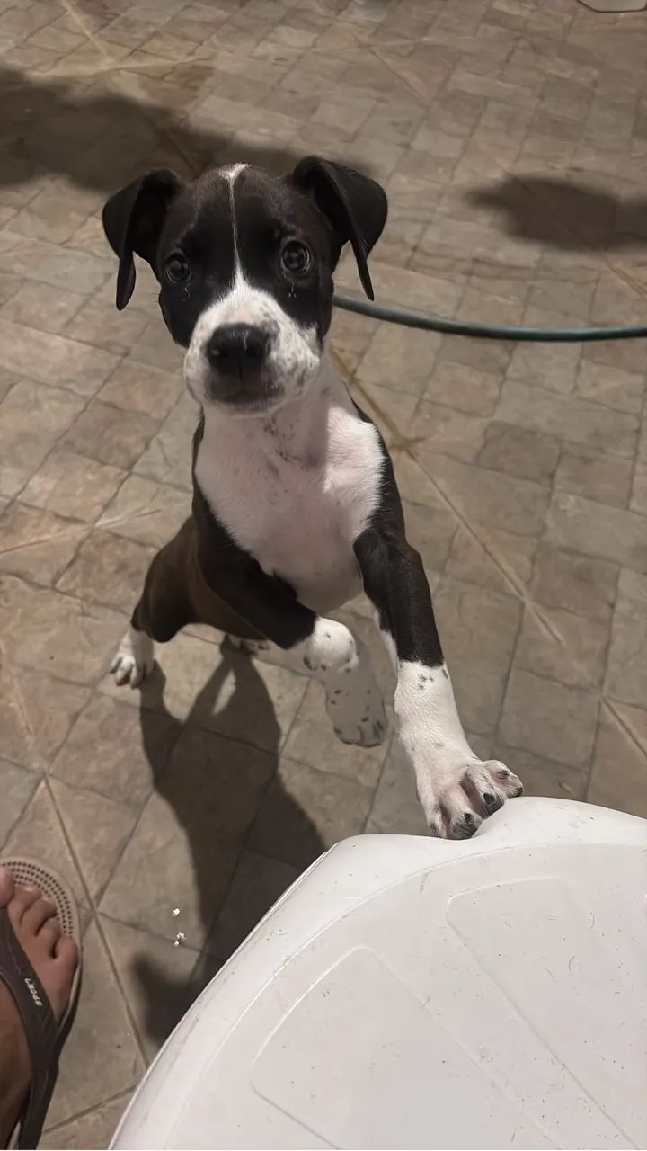 Pit monster macho 