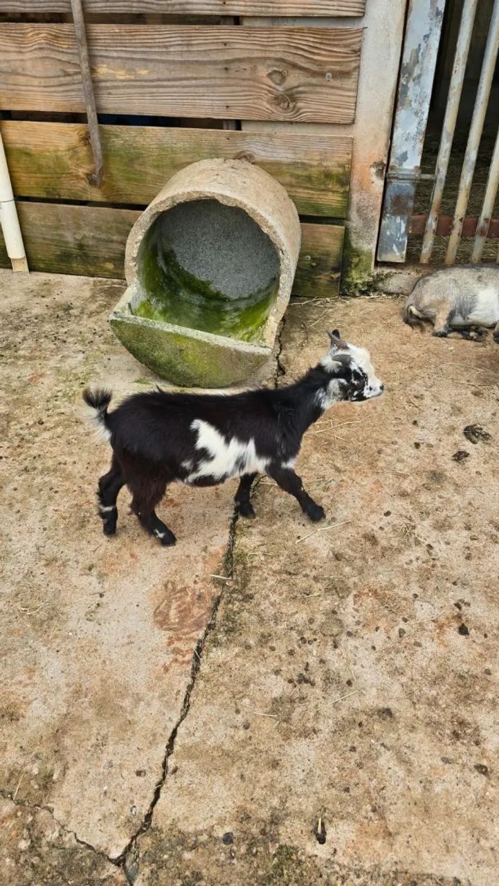 Mini bode / mini cabra - Foto 2