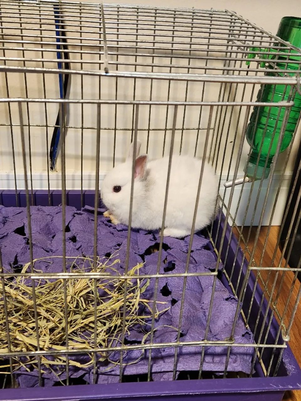 Vendo coelho Netherleand anão 